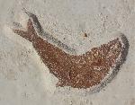 Pholidophorus